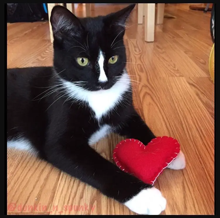 valentine-s-day-for-cats-slideshow-everything-trending-in-cats