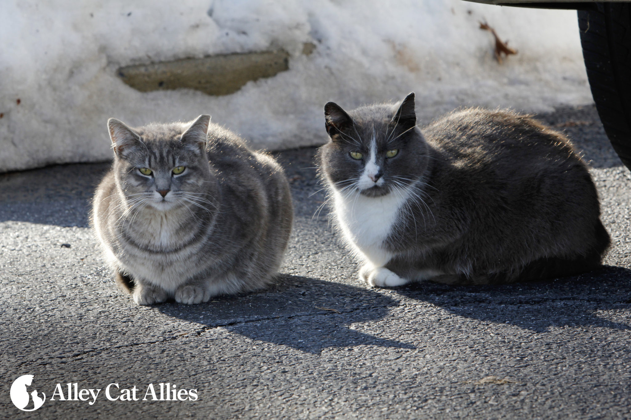 4-tips-to-help-cats-during-the-winter-diy-project-the-catnip-times