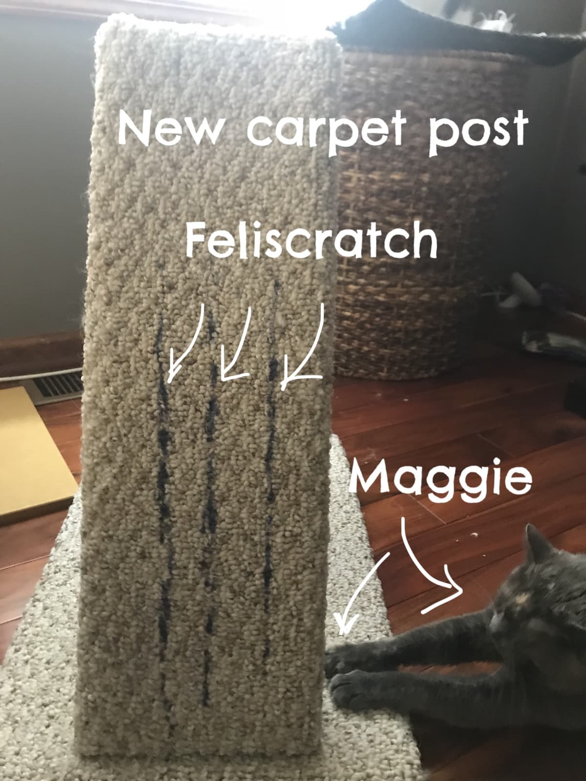 Feliway scratch outlet reviews