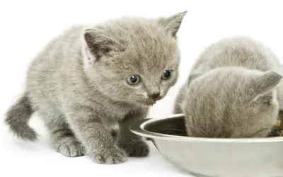 Cat Food Recall:  Diamond Naturals, Premium Edge, 4health