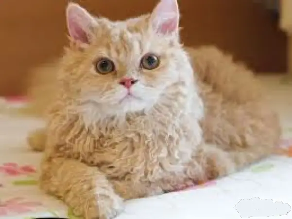 Selkirk rex best sale cat breeds