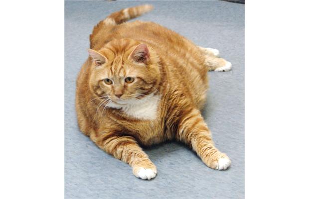 Overweight orange cat may be an emotional eater