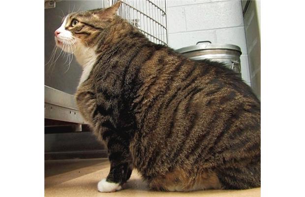 cats who are overweight might be emotional eaters - learn more on The Catnip Times