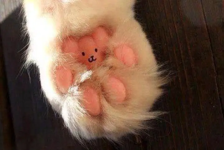 Cat foot 2025 teddy bear