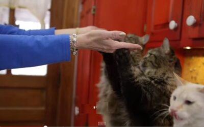 CAN CATS LEARN SIGN LANGUAGE?