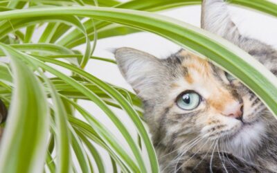 CAT SAFE SUMMER PLANTS