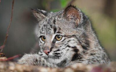 ANCIENT CAT BURIAL FOUND IN ILLINOIS