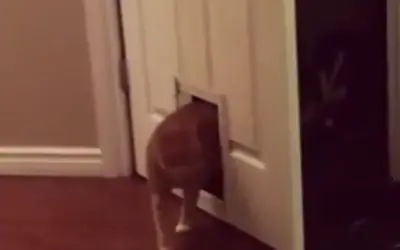 CAT OPENS DOOR, THEN WALKS THROUGH CAT FLAP