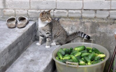 IF YOU THINK CATS AND CUCUMBERS ARE FUNNY…THINK AGAIN.