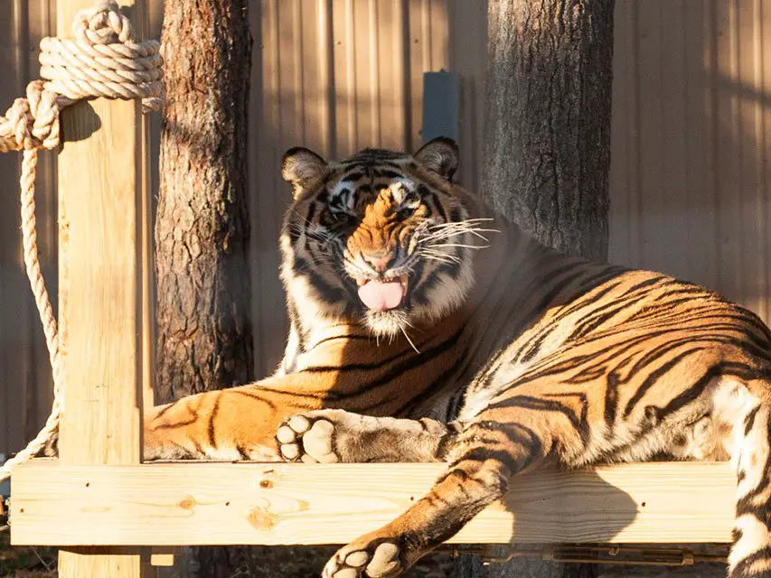 TIGERS ENJOY GIANT CAT BRIDGE The Catnip Times