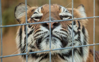 TIGERS ENJOY GIANT CAT BRIDGE