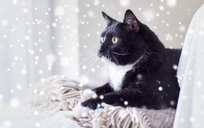 TIPS FOR WINTER PREPAREDNESS FOR CATS