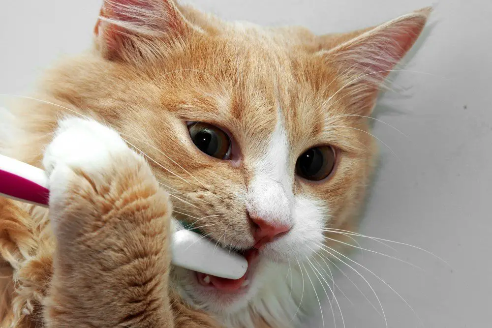 Brushing Your Cat s Teeth The Catnip Times