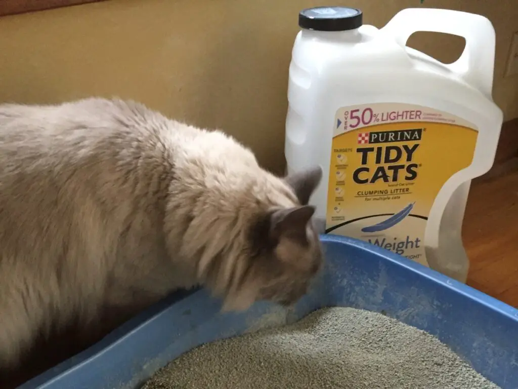 review-tidy-cats-lightweight-cat-litter-the-catnip-times