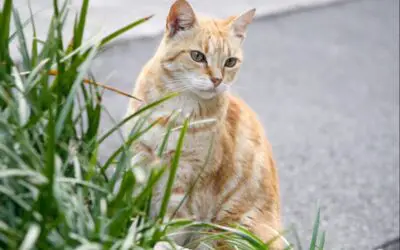 CAT OVERPOPULATION IN AUSTRALIA