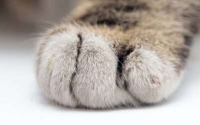 WILL NEW YORKERS BAN DECLAWING?