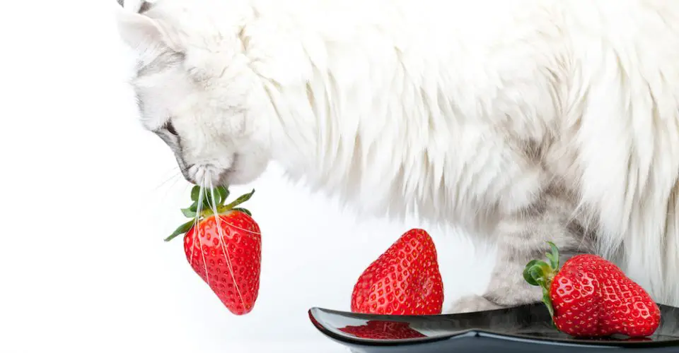 SUMMER FRUITS YOU CAN ENJOY WITH YOUR CAT - Everything Trending In Cats