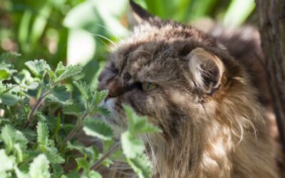 IS CATNIP ADDICTIVE?