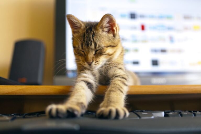 How Office Cats Work To Improve Employee Morale | The Catnip Times