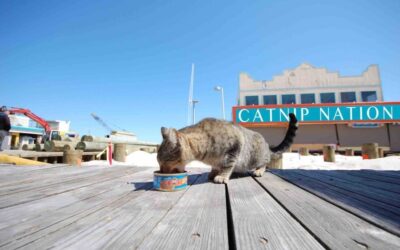 CATNIP NATION – A FERAL CAT DOCUMENTARY