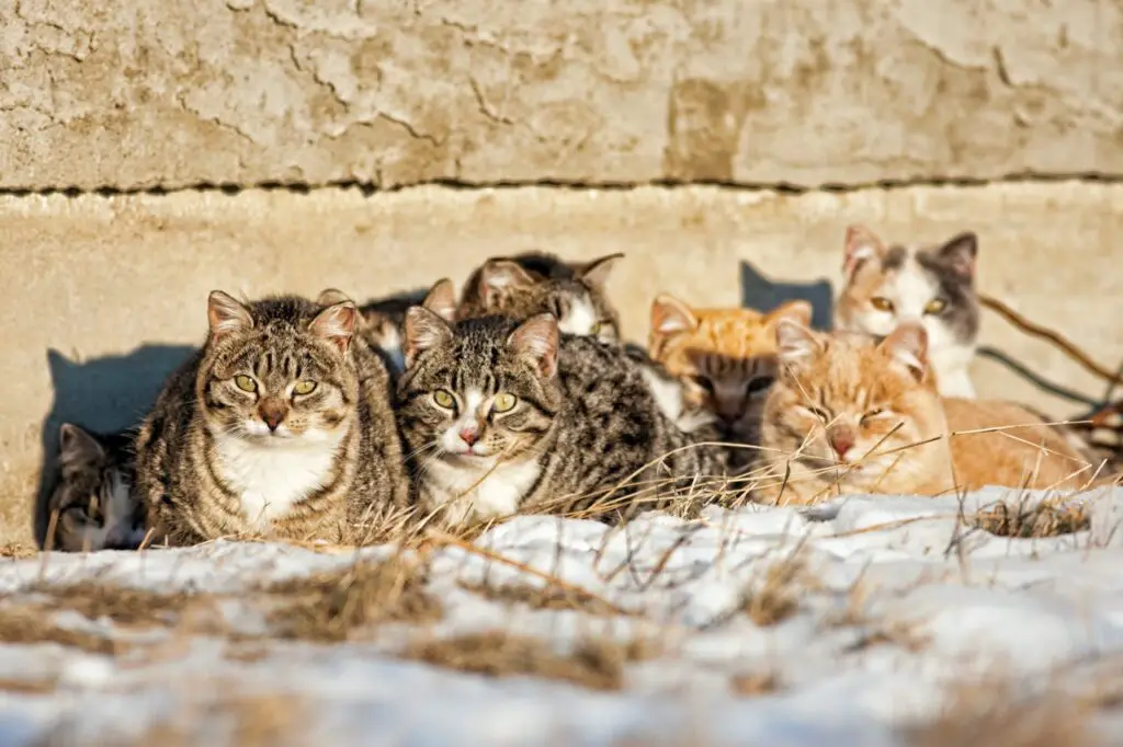 how-to-tame-a-semi-feral-cat-the-catnip-times