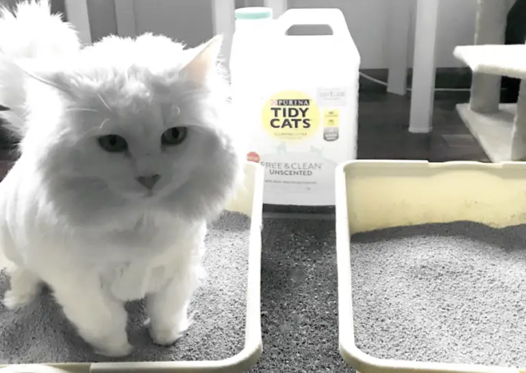 REVIEW: TIDY CATS FREE AND CLEAN UNSCENTED LITTER | The Catnip Times