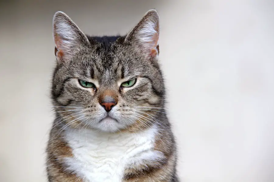 Angry cat scowling on The Catnip Times