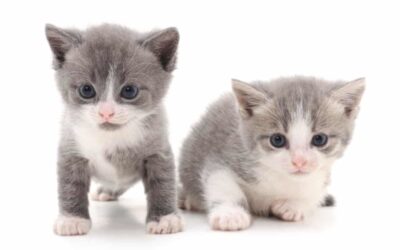 China’s Plans for Cloning Cats