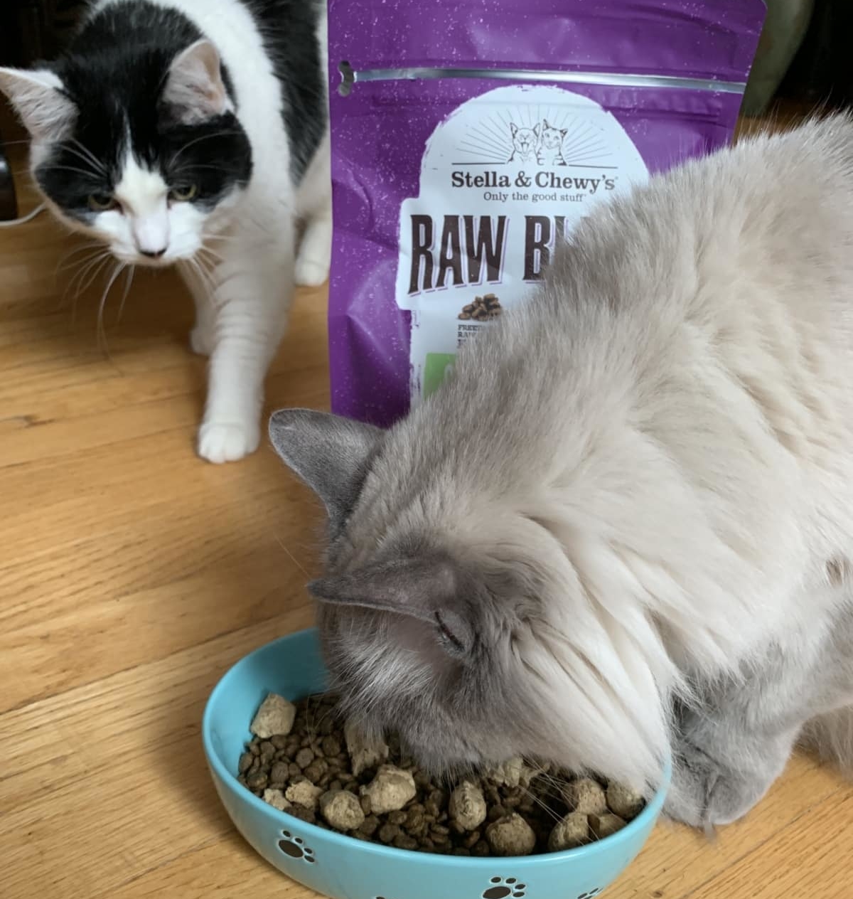 Stella & Chewy’s Raw Coated Cat Kibble Review | The Catnip Times