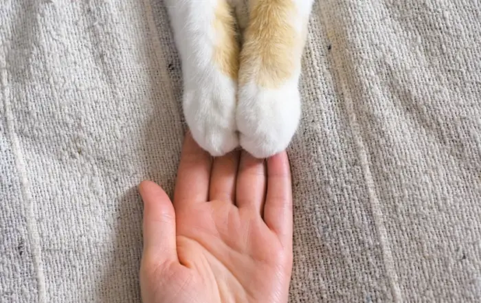 cat paws touching human hand