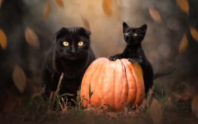 8 Ideas to Celebrate Halloween with Your Cats