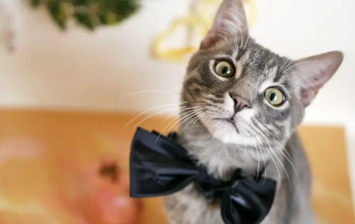 expressive tabby cat face wearing bowtie