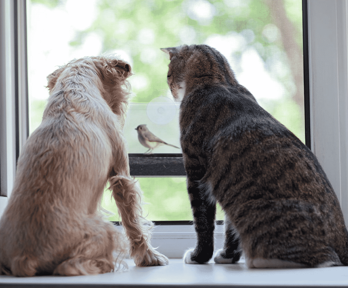 Cat and dog watching birds