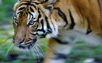 Tiger Test Positive For Coronavirus At Bronx Zoo