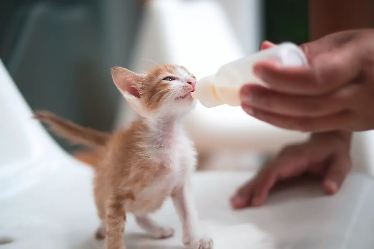 baby orange kitten being bottle fed