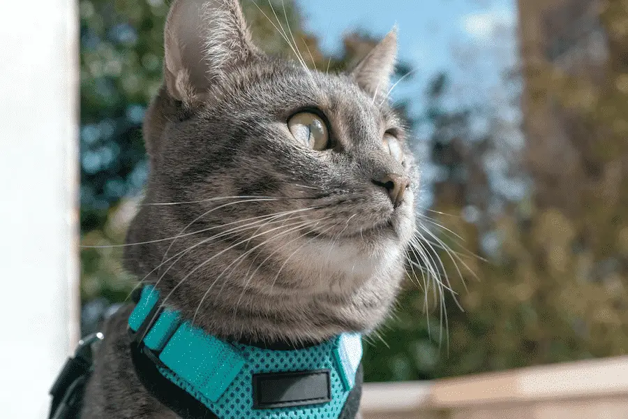 Emotional support 2025 cat harness