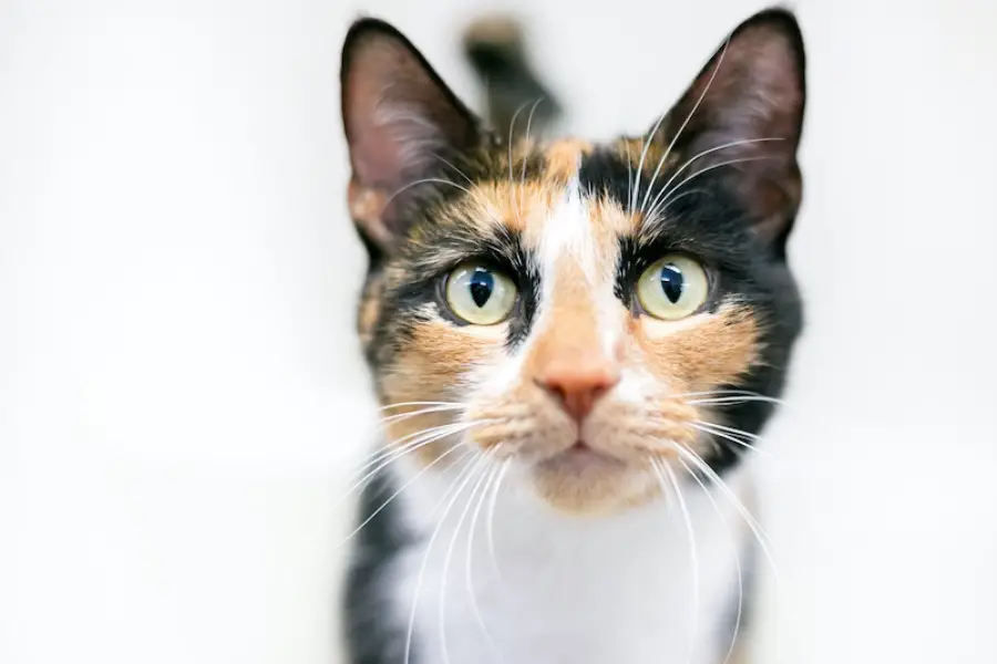 calico cat with blue and green eyes
