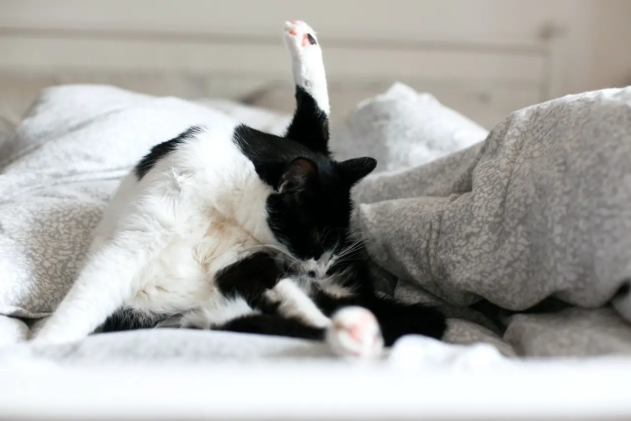 Кошка вытирает попу об кровать
