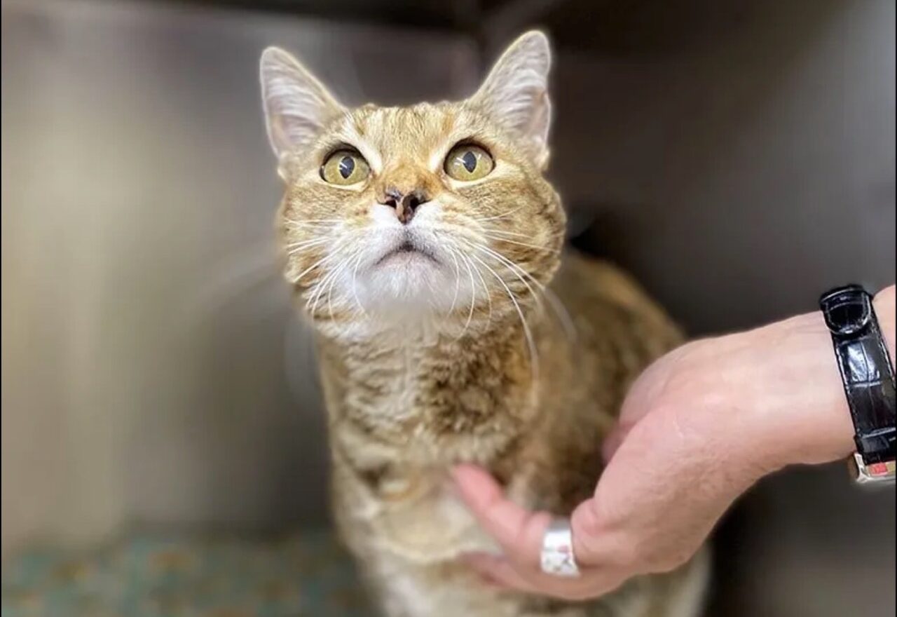 Cat That Went Lacking 9 Years In the past in California is Present in Idaho