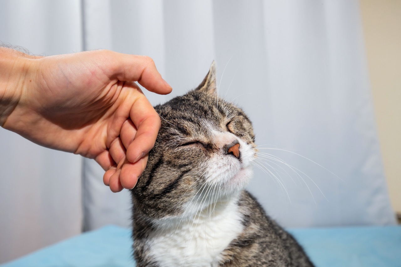 Owner stroking old cute cat at home