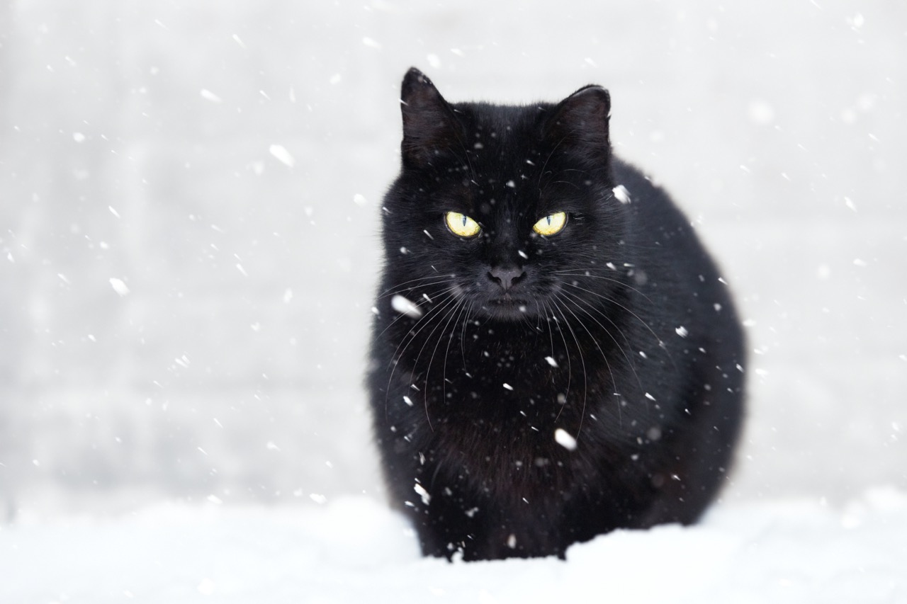 black cat and snow, snowfall