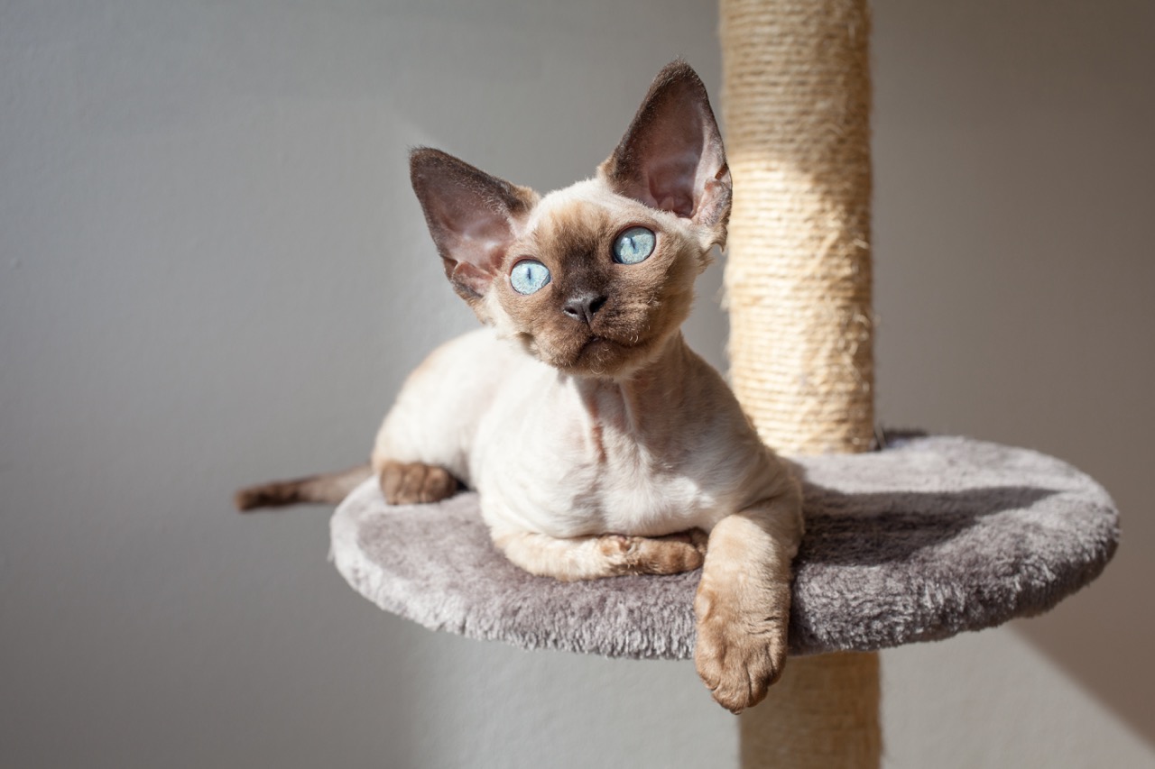 Beautiful devon rex cat sitting on a scratching post and featured in The Catnip Times