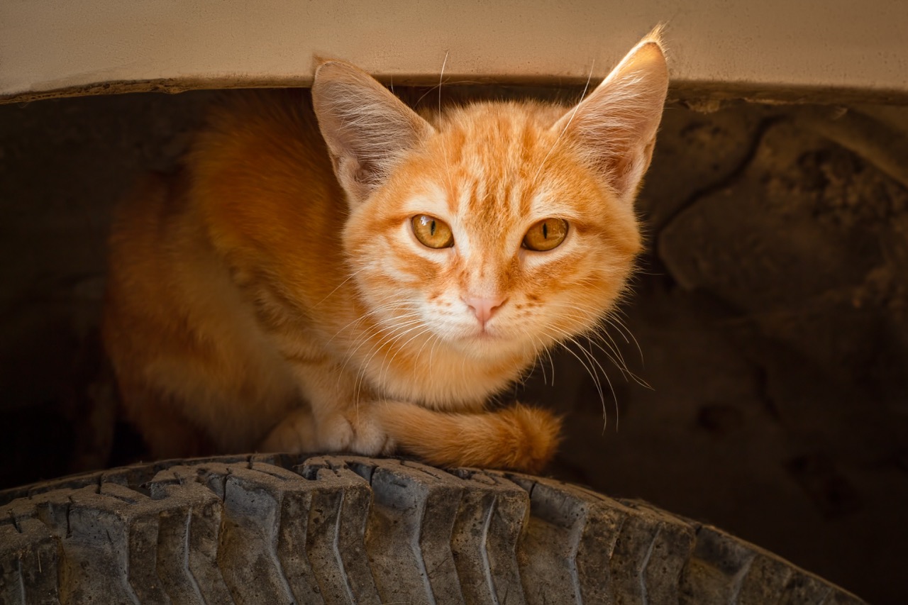 The ginger-striped kitten sits on the wheel of a car under the mudguard.  Photo of a cat with selective focus.  Dangerous situation.