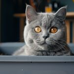 Litter Mixology: Creating the Perfect Blend for Your Cat’s Litter Box