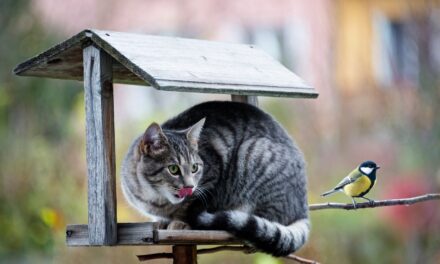 Is Bird Flu A Threat to Cats?