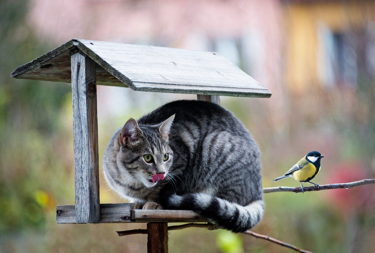 As avian flu spreads among cats, it is important to keep cats indoors and away from bird populations.