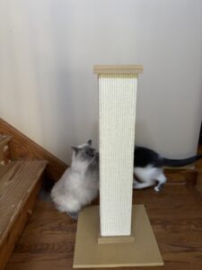 SmartCat Scratcher cat scratching