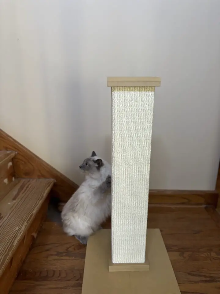 SmartCat Cat Scratcher