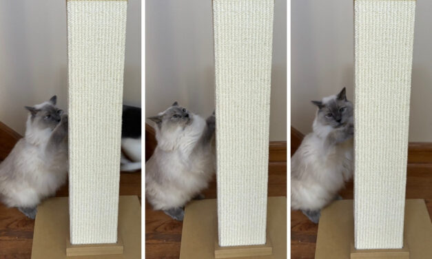 Why the SmartCat Ultimate Scratching Post is a Must-Have for Every Cat Owner